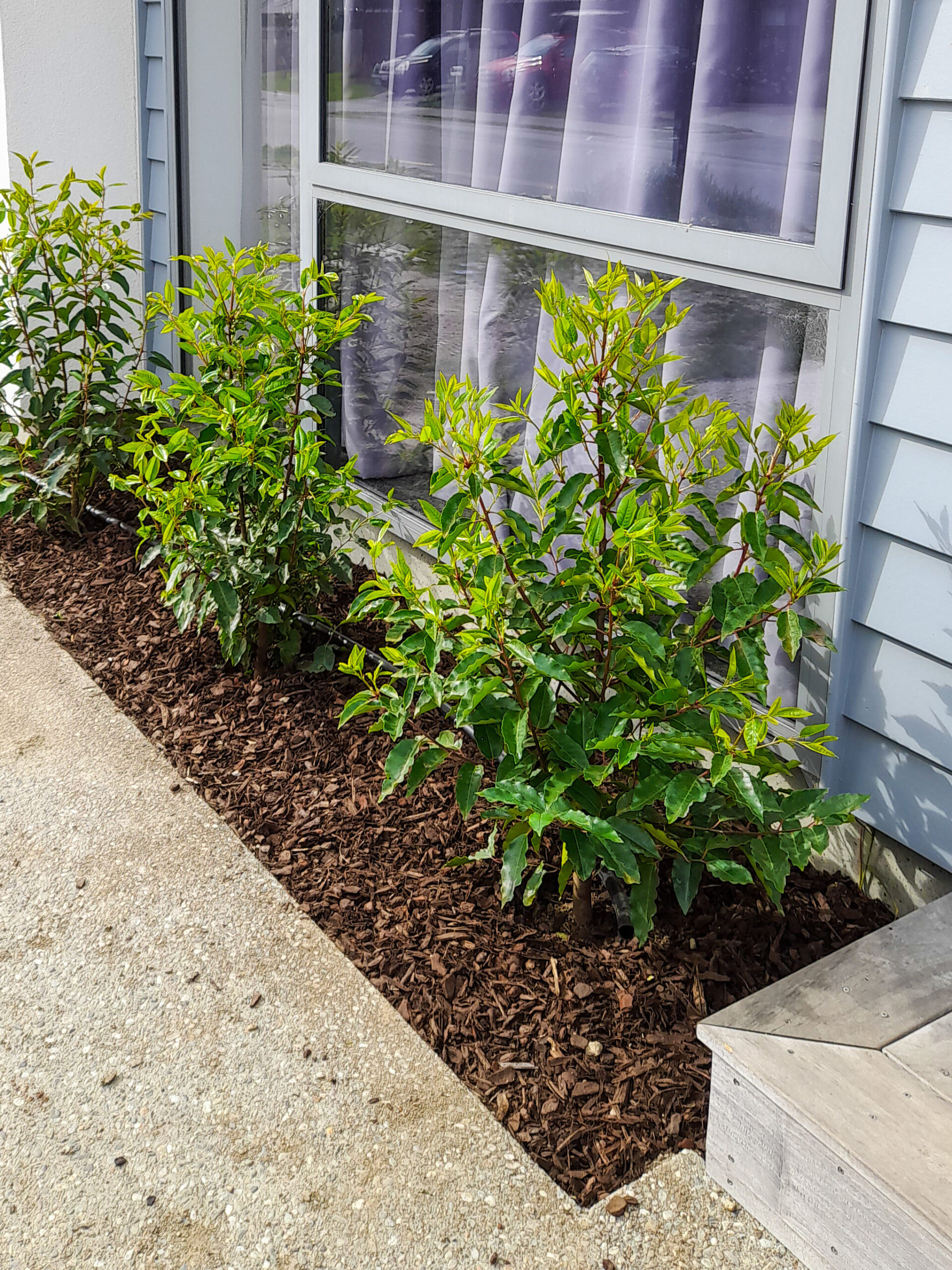 A keen reminder to topdress your plants to preserve moisture retention 